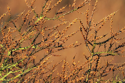 BUITEN BEELD Foto: 116733