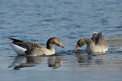 BUITEN BEELD Foto: 116737
