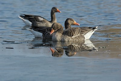 BUITEN BEELD Foto: 116738