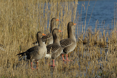 BUITEN BEELD Foto: 116739