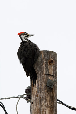BUITEN BEELD Foto: 116741