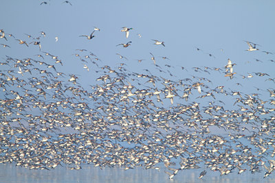 BUITEN BEELD Foto: 116751