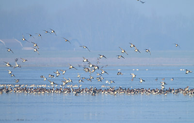 BUITEN BEELD Foto: 116764