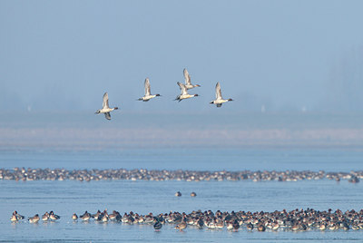 BUITEN BEELD Foto: 116770