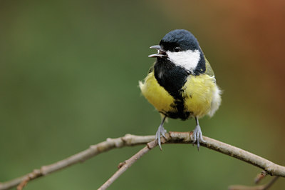 BUITEN BEELD Foto: 116772