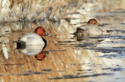 BUITEN BEELD Foto: 116778