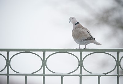 BUITEN BEELD Foto: 116830