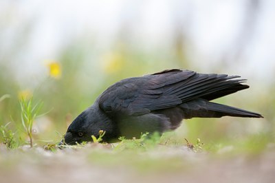 BUITEN BEELD Foto: 116833