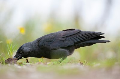 BUITEN BEELD Foto: 116834
