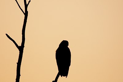 BUITEN BEELD Foto: 116847