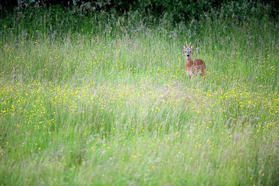 BUITEN BEELD Foto: 116853