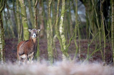 BUITEN BEELD Foto: 116856