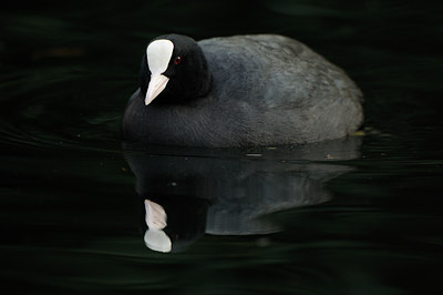 BUITEN BEELD Foto: 116864