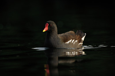 BUITEN BEELD Foto: 116872