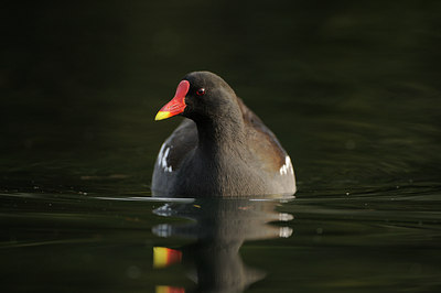 BUITEN BEELD Foto: 116875