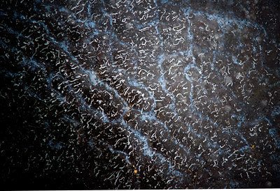 BUITEN BEELD Foto: 116884