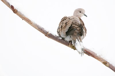 BUITEN BEELD Foto: 116930