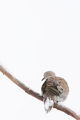 BUITEN BEELD Foto: 116936