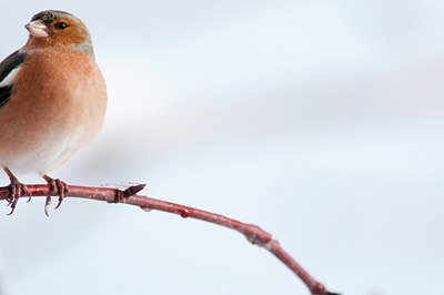 BUITEN BEELD Foto: 116940
