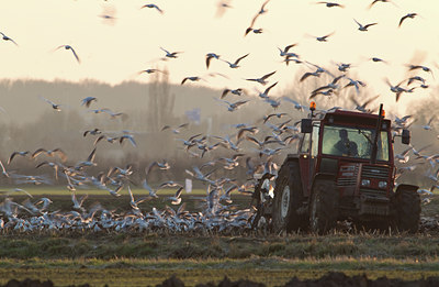 BUITEN BEELD Foto: 116949