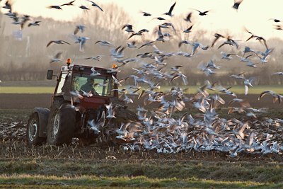 BUITEN BEELD Foto: 116951