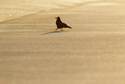 BUITEN BEELD Foto: 116953