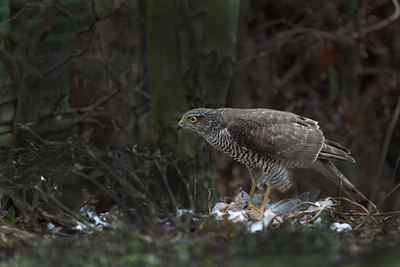 BUITEN BEELD Foto: 116955
