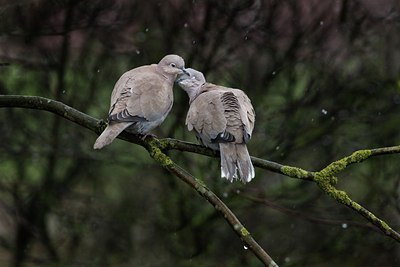 BUITEN BEELD Foto: 116956