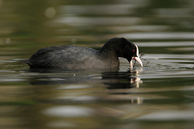 BUITEN BEELD Foto: 116957