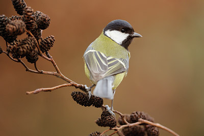 BUITEN BEELD Foto: 116963