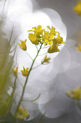 BUITEN BEELD Foto: 116986