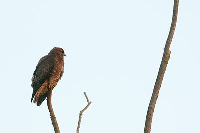 BUITEN BEELD Foto: 117005