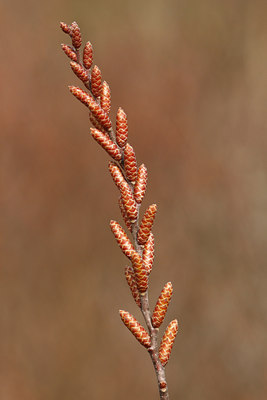 BUITEN BEELD Foto: 117014