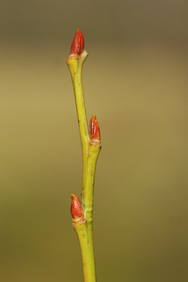 BUITEN BEELD Foto: 117020