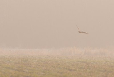 BUITEN BEELD Foto: 117025