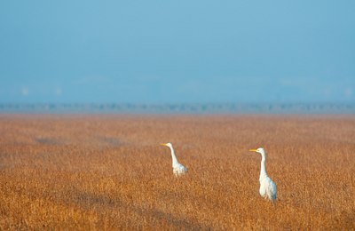 BUITEN BEELD Foto: 117027