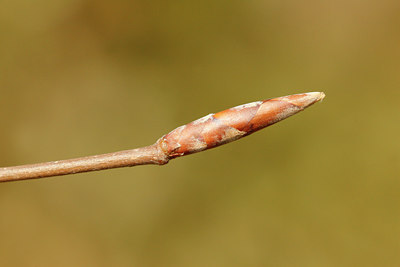 BUITEN BEELD Foto: 117028