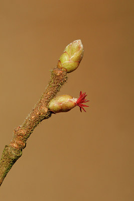 BUITEN BEELD Foto: 117035