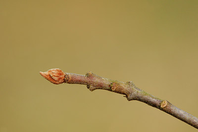 BUITEN BEELD Foto: 117037