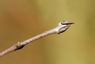BUITEN BEELD Foto: 117040