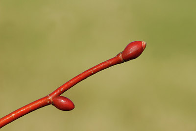 BUITEN BEELD Foto: 117045