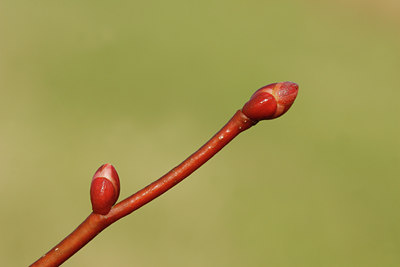 BUITEN BEELD Foto: 117046