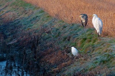 BUITEN BEELD Foto: 117047