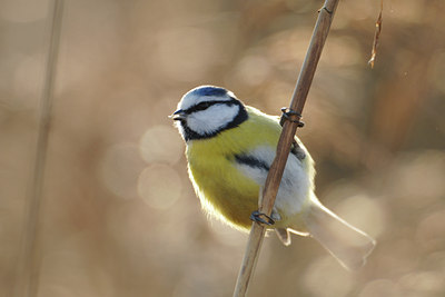 BUITEN BEELD Foto: 117055