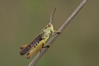 BUITEN BEELD Foto: 117057