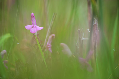 BUITEN BEELD Foto: 117100