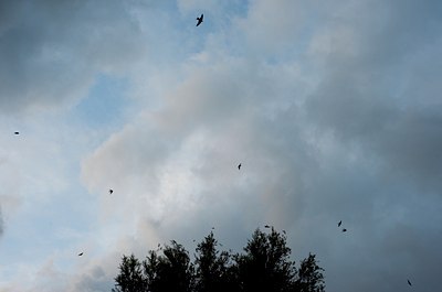 BUITEN BEELD Foto: 117130