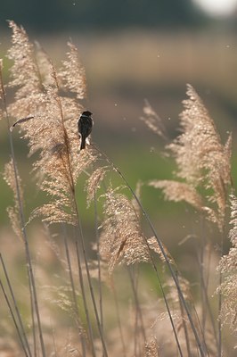 BUITEN BEELD Foto: 117133