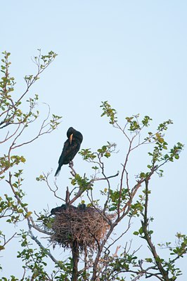 BUITEN BEELD Foto: 117141