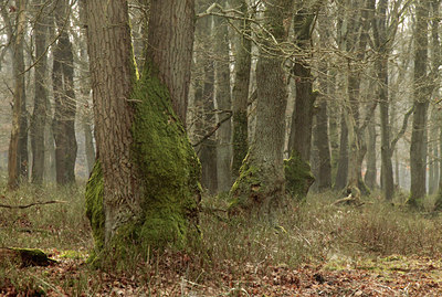 BUITEN BEELD Foto: 117146
